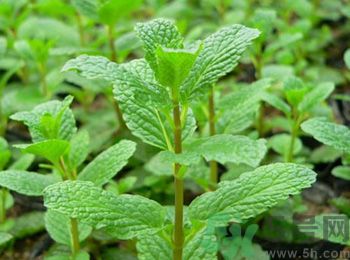 薄荷有什么功效？薄荷的攻效是什么？