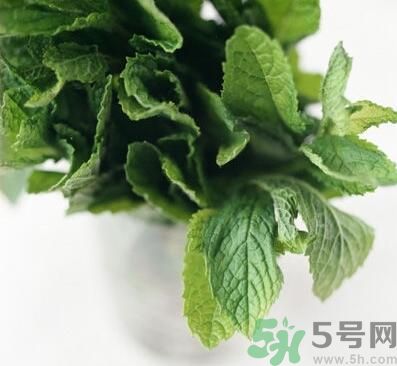 薄荷有什么功效？薄荷的攻效是什么？