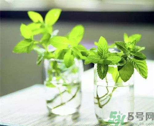 薄荷茶可以降火嗎？喝薄荷茶能降火嗎