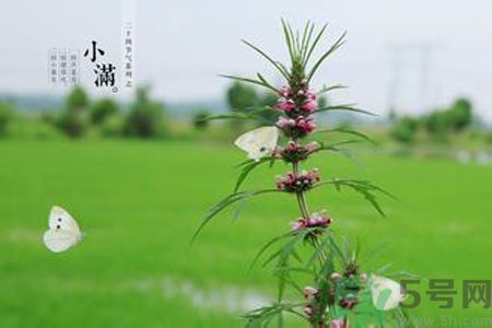 為什么小滿濕氣重？小滿怎么除濕氣？