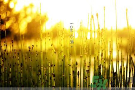 為什么小滿濕氣重？小滿怎么除濕氣？