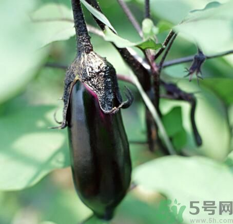 吃茄子會長胖嗎？茄子卡路里高嗎？