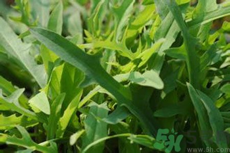 哺乳期可以吃苦菜嗎？哺乳期吃苦菜奶水會變苦嗎？