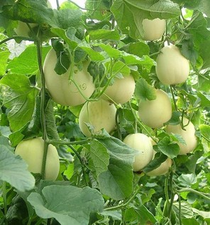胃炎可以吃甜瓜嗎？胃炎吃甜瓜會(huì)有什么后果？