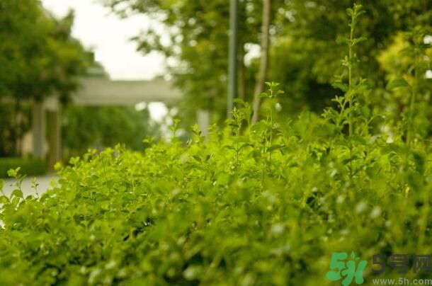 蚊子叮的包過幾天又癢是為什么？蚊子叮的包過幾天又癢怎么辦？