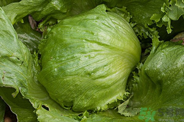 生菜和雞蛋能一起吃嗎？生菜和雞蛋一起怎么做？