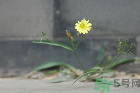 怎么挑選苦菜？挑選苦菜的方法有哪些？