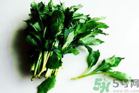 怎么挑選苦菜？挑選苦菜的方法有哪些？