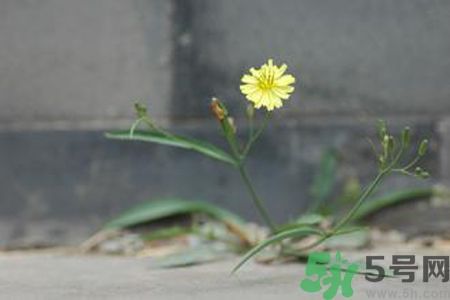 皮膚過敏可以吃苦菜嗎？吃苦菜會(huì)皮膚過敏嗎？