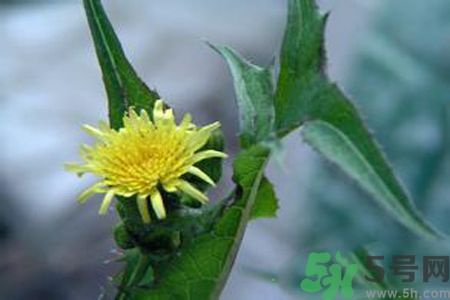 皮膚過敏可以吃苦菜嗎？吃苦菜會皮膚過敏嗎？