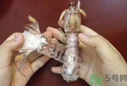 剝蝦神器怎么用？剝蝦神器在哪里買？