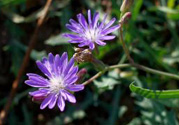 紫花苦菜和黃花苦菜哪個好？紫花苦菜和黃花苦菜有什么區(qū)別？