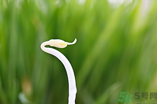 綠豆芽是涼性的嗎？綠豆芽是涼性還是熱性？