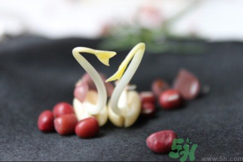 紅豆可以發(fā)豆芽嗎？紅豆芽可以吃嗎？