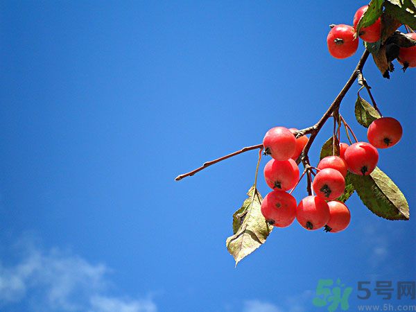 尿酸高能吃山楂嗎？痛風(fēng)能吃山楂嗎？