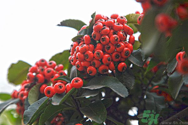 尿酸高能吃山楂嗎？痛風(fēng)能吃山楂嗎？