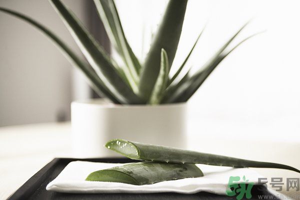蘆薈怎么做好吃？蘆薈的做法有哪些？