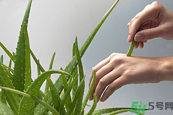 蘆薈是涼性的嗎？蘆薈是涼性還是熱性？
