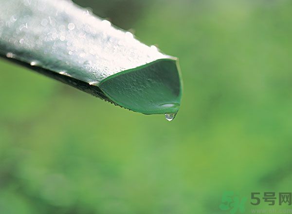 孕婦可以用蘆薈汁搽臉嗎？孕婦可以涂抹蘆薈汁嗎？