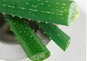蘆薈是發(fā)物嗎？蘆薈是不是發(fā)物？