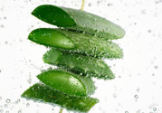 夏天吃蘆薈可以降火嗎？夏天吃蘆薈能清火嗎？