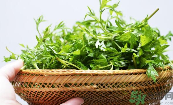 菖蒲是艾葉嗎？菖蒲是什么？