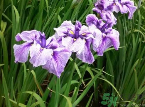 什么樣的菖蒲好？怎樣選購(gòu)菖蒲？
