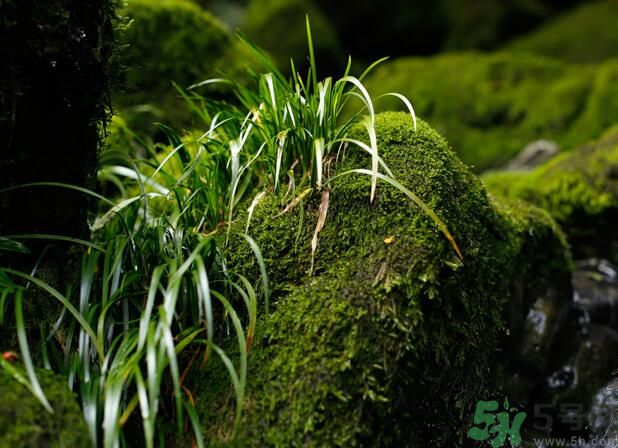 什么樣的菖蒲好？怎樣選購(gòu)菖蒲？