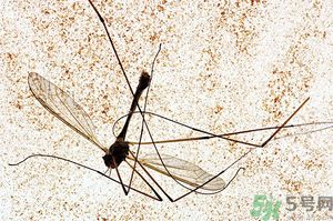 蚊子討厭什么氣味？蚊子討厭什么顏色？