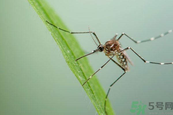 蚊子討厭什么氣味？蚊子討厭什么顏色？
