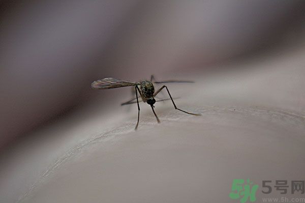 蚊子討厭什么氣味？蚊子討厭什么顏色？