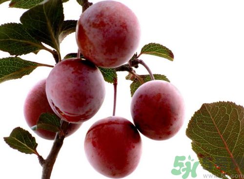 李子可以放冰箱嗎？李子應(yīng)該怎樣保存？