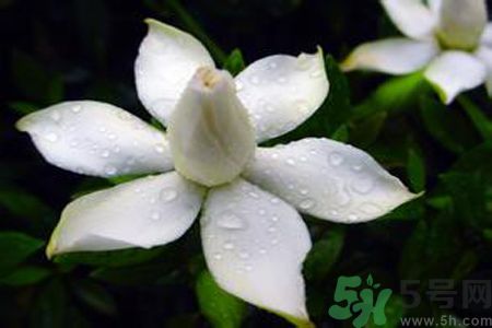 梔子花可以美容嗎？梔子花怎樣美容？