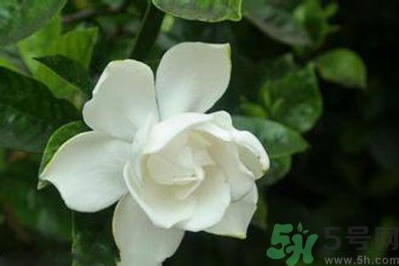 梔子花可以減肥嗎？梔子花怎么減肥？