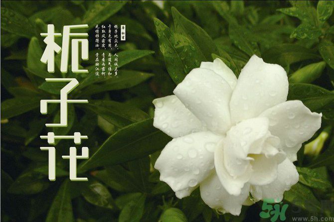 梔子花可以安神嗎？梔子花可以治療失眠嗎？