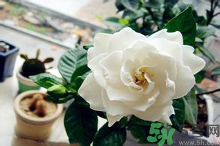 梔子花可以降血糖嗎？梔子花茶可以降血糖嗎？