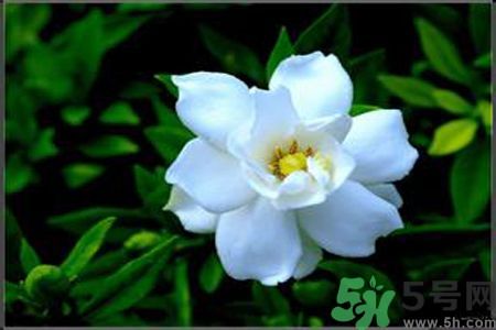 梔子花可以降血糖嗎？梔子花茶可以降血糖嗎？