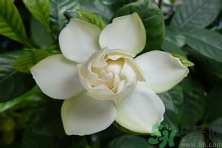 寶寶可以聞梔子花的味道嗎？寶寶聞梔子花的味道好嗎？