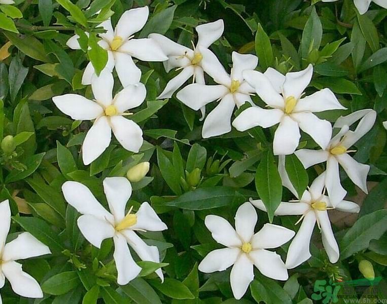 梔子花的葉子為什么會(huì)發(fā)黃？梔子花的葉子發(fā)黃了怎么辦？