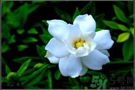 梔子花的葉子為什么會發(fā)黃？梔子花的葉子發(fā)黃了怎么辦？
