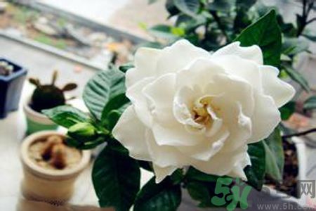 梔子花茶是熱性還是涼性？梔子花茶是涼性的嗎？