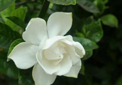 梔子花可以安神嗎？梔子花可以治療失眠嗎？