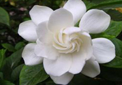 梔子花的葉子為什么會(huì)發(fā)黃？梔子花的葉子發(fā)黃了怎么辦？
