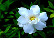 梔子花茶可以降血壓嗎？梔子花泡水可以降血壓嗎？