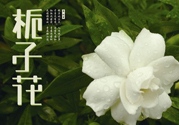 梔子花可以減肥嗎？梔子花怎么減肥？