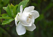 梔子花可以降血糖嗎？梔子花茶可以降血糖嗎？