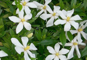 梔子花茶是熱性還是涼性？梔子花茶是涼性的嗎？