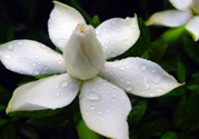 梔子花茶可以補血嗎？貧血可以喝梔子花茶嗎？