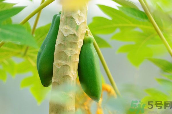 木瓜是水果還是蔬菜？青木瓜是水果嗎？