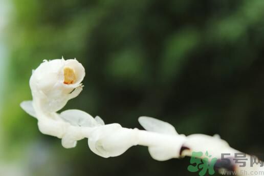 死亡之花可以吃嗎？死亡之花吃了會(huì)中毒嗎？